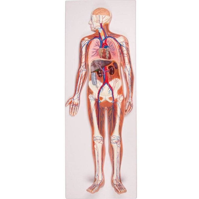 Respiratory System Anatomy Models